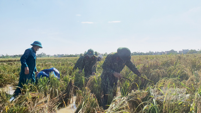 Trong sáng 12/10, có 20 chiến sĩ công an và 20 chiến sĩ bộ đội đã về giúp người dân xã Ngũ Phúc thu hoạch lúa, còn tại xã Đoàn Xá, lực lượng biên phòng cũng đã có buổi gặt lúa giúp bà con buổi đầu tiên.