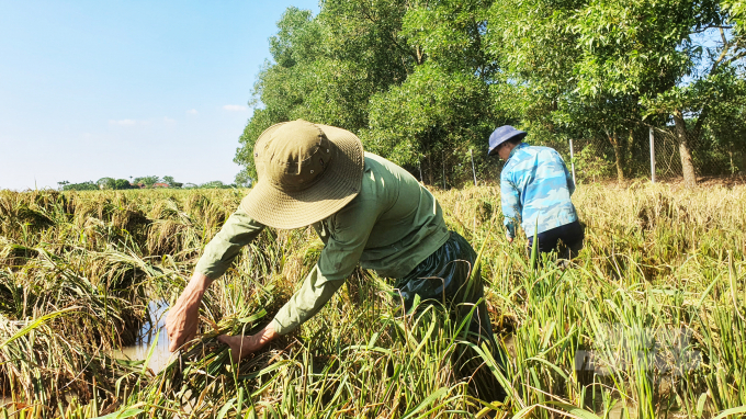Tại các huyện Tiên Lãng, Vĩnh Bảo, An Lão,… việc huy động nhân lực cũng được thực hiện khẩn trương để giúp nông dân nhanh chóng đưa lúa về nhà trước khi bão số 8 sắp đổ bộ.