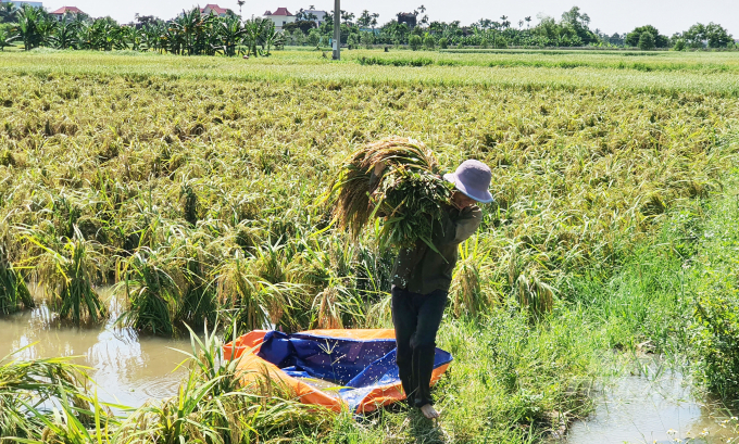 Sau khi bão đi qua, nông dân các địa phương đang tranh thủ thời tiết nắng ráo triển khai thực hiện các biệp pháp khắc phục ảnh hưởng của mưa bão như: dựng lúa bị đổ, tiêu thoát nước trên ruộng lúa và hoa màu.