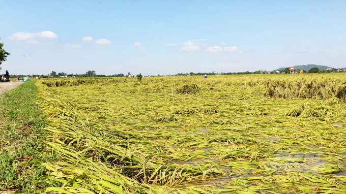Theo Sở NN-PTNT Hải Phòng, tổng diện tích lúa bị đổ do bão số 7 là 4.124,8 ha, diện tích rau màu bị đổ, táp nát là 156,2 ha, còn diện tích cây hoa bị đổ, táp lá là 0,5 ha.