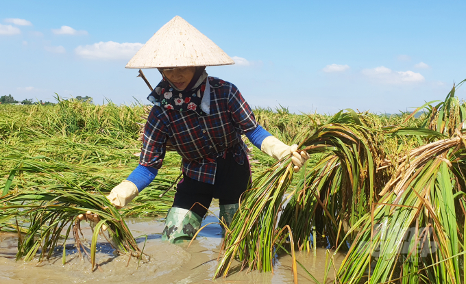 Chị Đoàn Thị Hoa, thôn Hòa Liễu, xã Thuận Thiên, huyện Kiến Thụy buồn bã buộc từng cụm những cây lúa sắp đến ngày thu hoạch nhưng đã bị đổ rạp và ngập trong nước với hy vọng 'vớt vát được chừng nào hay chừng đó'.