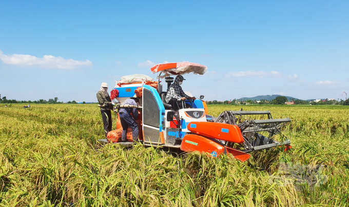 Riêng tại huyện Vĩnh Bảo, có hơn 3.000 ha lúa bị ngã đổ, do địa phương này cấy sớm nên đại đa số diện tích lúa bị đổ đã đến kỳ thu hoạch, ngay trong 12/10, khoảng 2.000 ha lúa đã được người dân thu hoạch bằng máy.