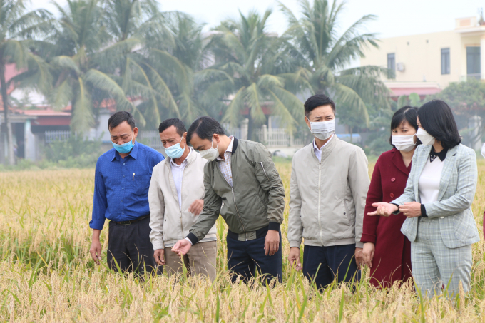 Mô hình ứng dụng khoa học kỹ thuật trong sản xuất lúa nếp xoắn Tân Trào theo tiêu chuẩn VietGAP. Ảnh: Minh Phúc.
