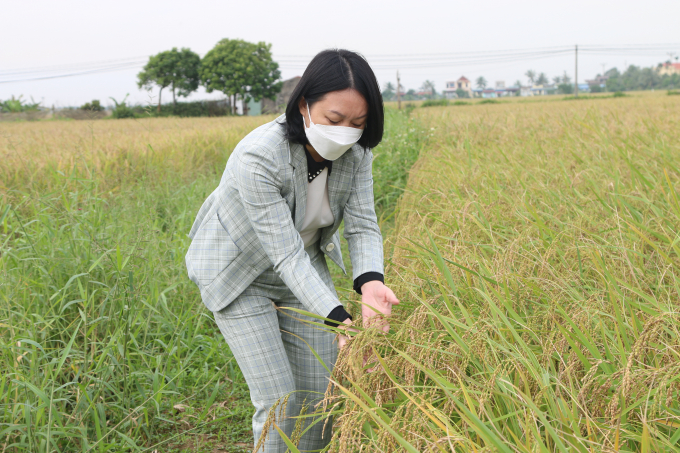 Nếp xoắn Tân Trào được sản xuất hơn 30 năm nay tại địa phương, có ưu điểm là giống lúa chất lượng, gạo ngon, có mùi thơm đặc trưng, hạt gạo tròn, đều và có khả năng làm thương mại rất cao. Ảnh: Minh Phúc.