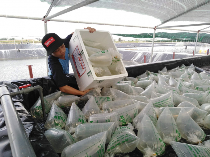 Shrimp farmers could earn a big profit by applying Biofloc technology. Photo: CTV.