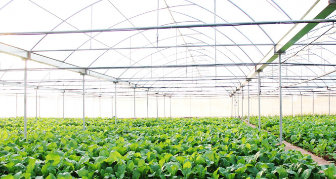 Mô hình trồng rau công nghệ cao tại xã Tiến Dũng, huyện Yên Dũng. Ảnh: BBG.
