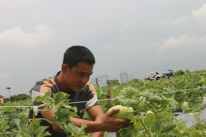 Nhiều loại nông sản giá bán tại ruộng rất thấp nhưng khi đến tay người tiêu dùng thì giá lại cao ngất ngưởng. Ảnh: Đinh Tùng.