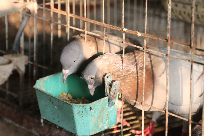 Every year the farm gains VND 1.6 million for each pair of parent pigeons. Photo: Dinh Muoi.
