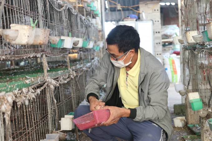 Mr. Nguyen Sy Dieu put the baby pigeons in cages so that each pair of parents can raise 3 to 5 hatchlings. Photo: Dinh Muoi.