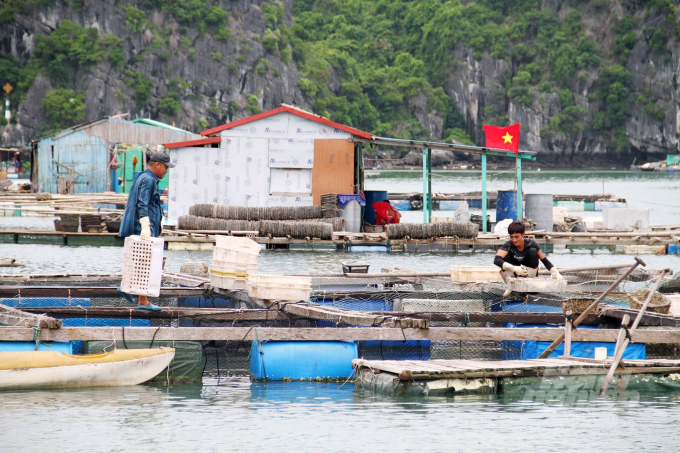 Thời gian tới, việc nuôi trồng thủy sản lồng bè tại Cát Bà sẽ được thực hiện theo hướng bền vững, giảm thiểu ô nhiễm môi trường. Ảnh: Quang Dũng.