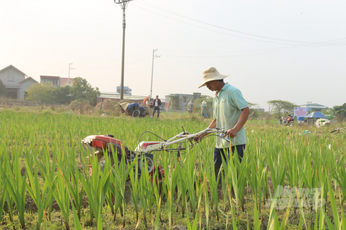 A farmer use a machine in gladiolus farming. Photo: Dinh Muoi.