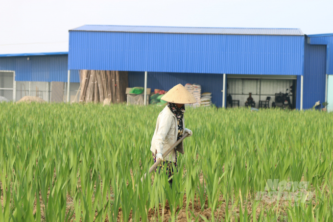 Farmers can sell a gladiolus for VND 6,000 -8,000 in market during Lunar New Year celebration. Photo: Dinh Muoi