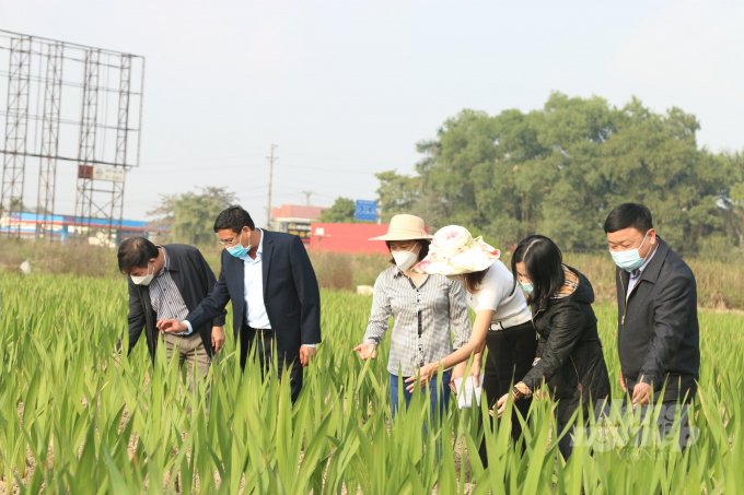 Hải Phòng City's agriculture officials visit a gladiolus growing model that use organic fertilisers. Photo: Đinh Muoi.