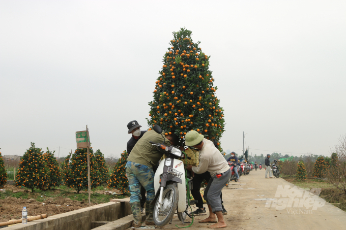 Thị trường hoa, cây cảnh phục vụ Tết Nguyên Đán 2022 tại đây diễn ra khá nhộn nhịp. Các nhà vườn trồng đào, quất, từ sáng đến tối luôn tấp nập người ra, vào mua cây.