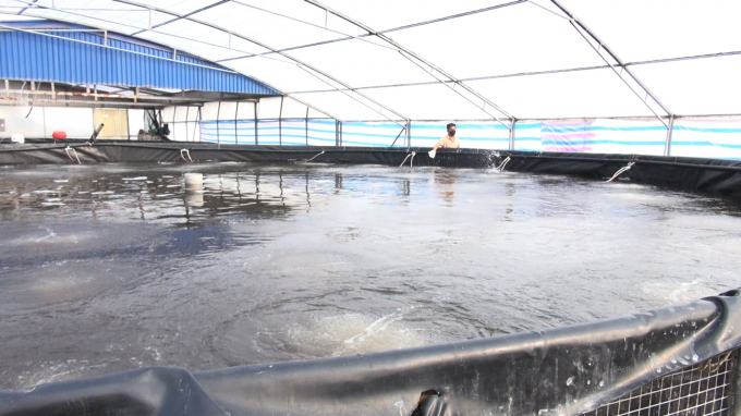 Người dân che bạt và tăng mực nước để đảm bảo nhiệt độ cho ao nuôi tôm tại phường Tân Thành, quận Dương Kinh. Ảnh: Đinh Mười.
