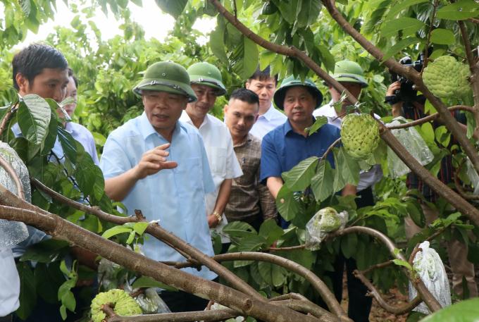 Bộ trưởng NN-PTNT Nguyễn Xuân Cường thăm vùng na nguyên liệu tại huyện Mai Sơn, Sơn La hôm 30/9/2020. Ảnh: Nguyễn Yến.