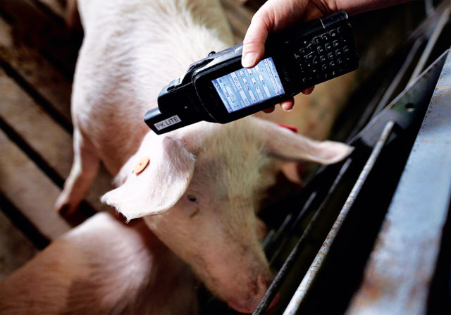 Lợn nái được gắn chip ở tai để kết nối với máy tính