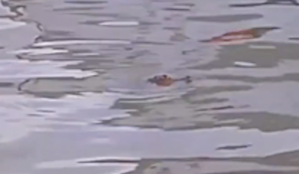 Xuất hiện cá sấu bơi dưới kênh Phụng Hiệp