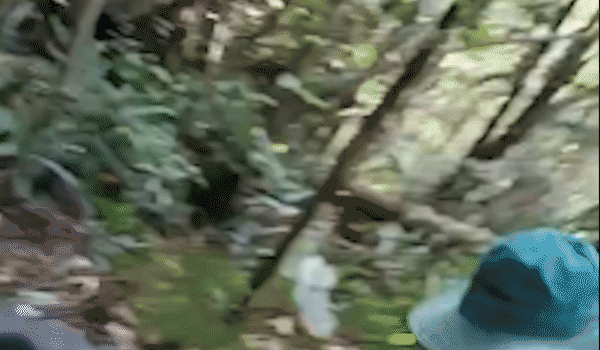 Video: Giải cứu sơn dương quý hiếm bị đánh bẫy