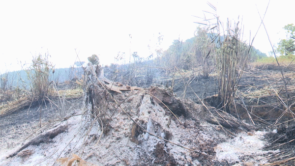 Đốt rẫy làm cháy gần 9 ha rừng trồng sản xuất