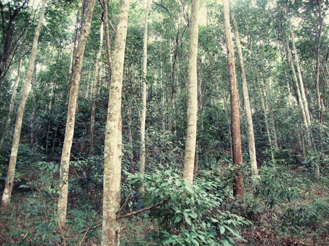 Người dân Phú Yên tích cực trồng rừng gỗ lớn