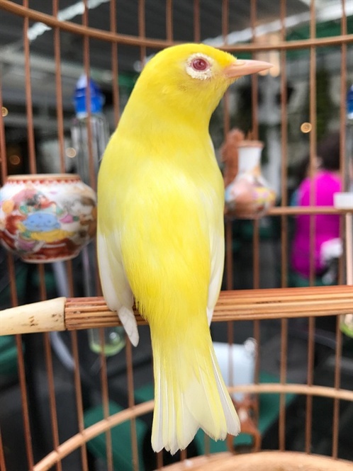 Chim hoàng yến – Cách nuôi, nguồn gốc và đặc điểm