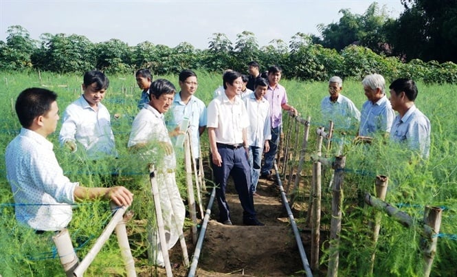 Thanh niên Sơn Tịnh tham quan mô hình trồng măng tây tại xã Tịnh  Giangthanh nien son tinh tham quan mo hinh trong mang tay tai xa tinh giang