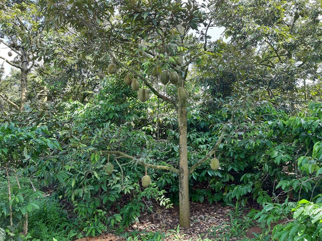 Trồng xen cây sầu riêng với cây cà phê nông dân tăng thu nhập  Nông  nghiệp xanh  VTC16  YouTube