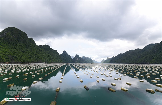 Nghề nuôi hàu treo dây mang lại thu nhập cao cho ngư dân Quảng Ninh