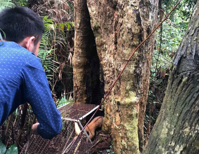 Cu li nhỏ sau khi được cứu hộ, chăm sóc khỏe mạnh đã được thả về rừng, bảo tồn tại Vườn quốc gia Vũ Quang. Ảnh: Gia Hưng.