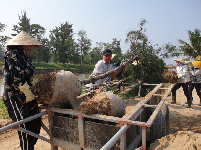 Công ty CP Hồng Lam Xuân Thành tổ chức trồng dặm phi lao trong diện tích rừng phòng hộ ven biển. Ảnh: Tâm Nguyễn.