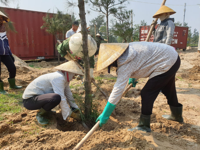 Một số diện tích đất phòng hộ chưa có rừng đã được phủ xanh phi lau. Ảnh: Tâm Nguyễn.