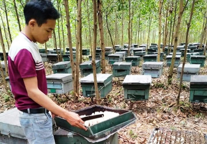 Hơn 200 tổ ong nuôi của người dân Hương Khê chết chưa rõ nguyên nhân. Ảnh: Gia Hưng.