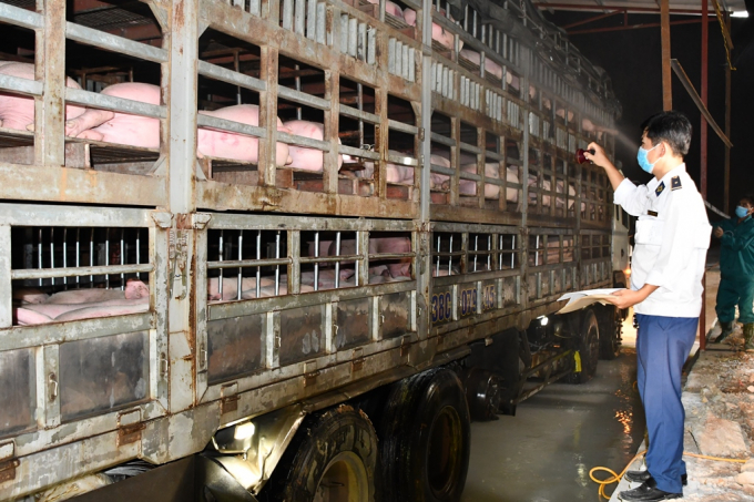 Đây là lần đầu tiên trong lịch sử Việt Nam cho phép nhập khẩu lợn giống bố mẹ. Vì vậy, công tác kiểm dịch được cơ quan chức năng địa phương giám sát hết sức nghiêm ngặt. Ảnh: Việt Khánh.