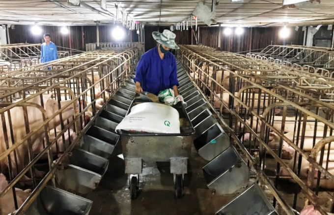 Hiện Công ty cổ phần Chăn nuôi Mitraco (Tổng công ty Khoáng sản và Thương mại Hà Tĩnh) là doanh nghiệp đi đầu trong việc thay đổi công nghệ nuôi nhằm đáp ứng yêu cầu ngày càng khắt khe trong công tác phòng chống dịch bệnh. Ảnh: Thanh Nga.
