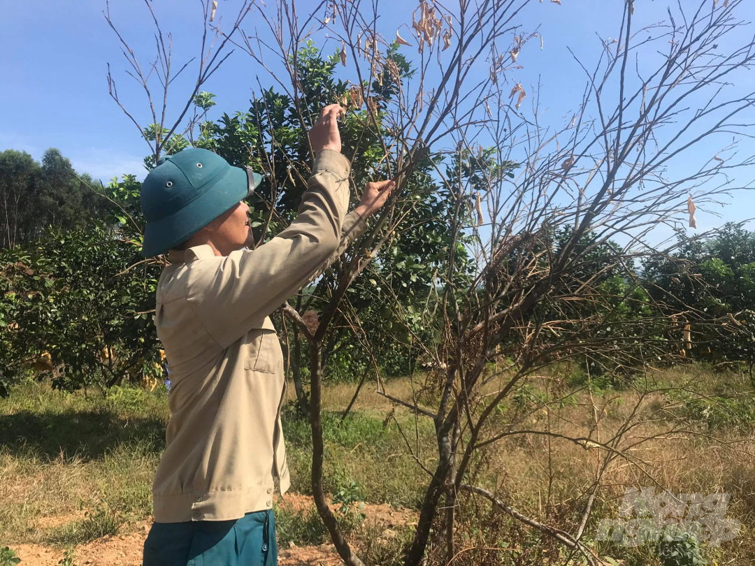 Gốc bưởi từng mang lại thu nhập tiền triệu cho hộ anh Tiềm nay chết khô vì nắng hạn. Ảnh: Thanh Nga.