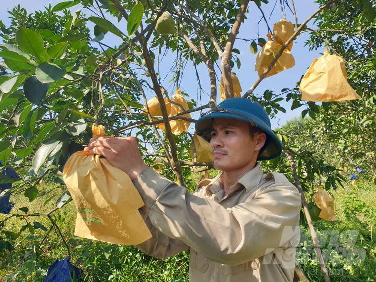 Nông dân nỗ lực bao quả chống hạn cho bưởi Phúc Trạch. Ảnh: Thanh Nga. 