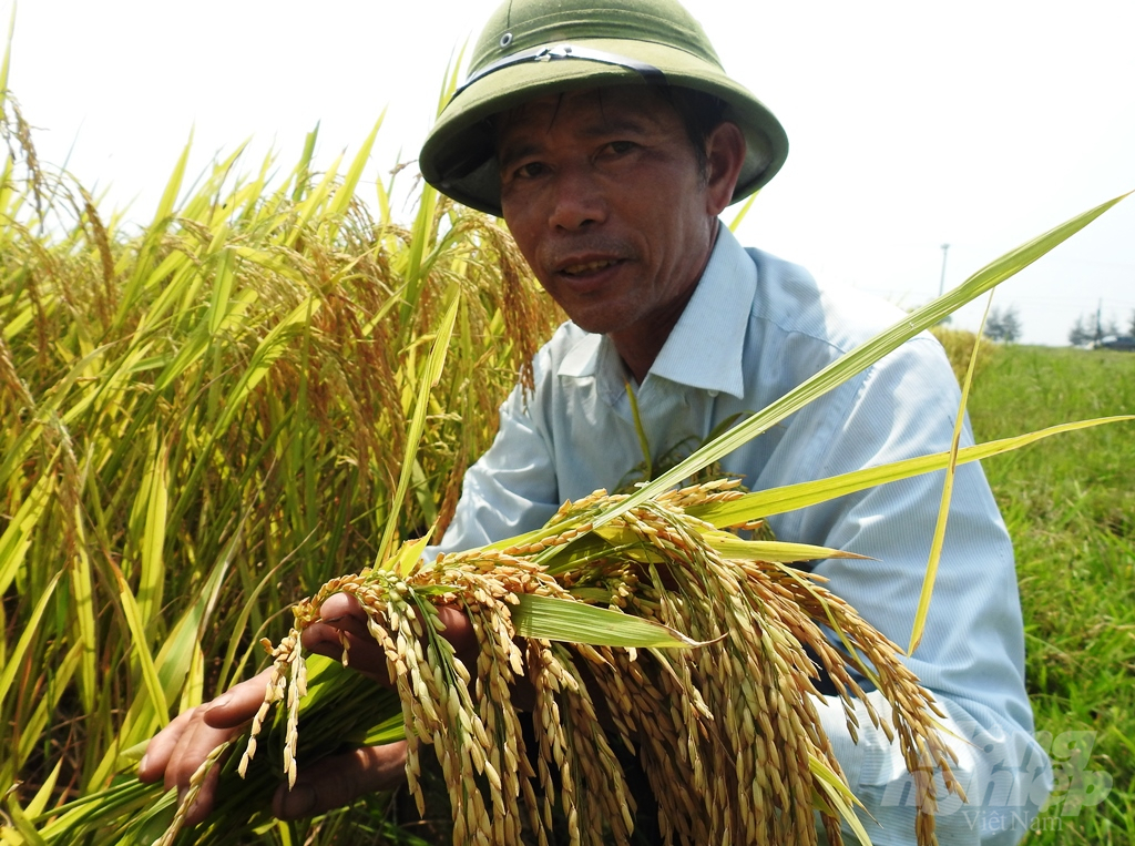 Sản xuất lúa theo mô hình cánh đồng mẫu là một trong những giải pháp nâng cao hiệu quả kinh tế trên đơn vị diện tích huyện Cẩm Xuyên đã thực hiện trong nhiều năm qua. Ảnh: Thanh Nga.