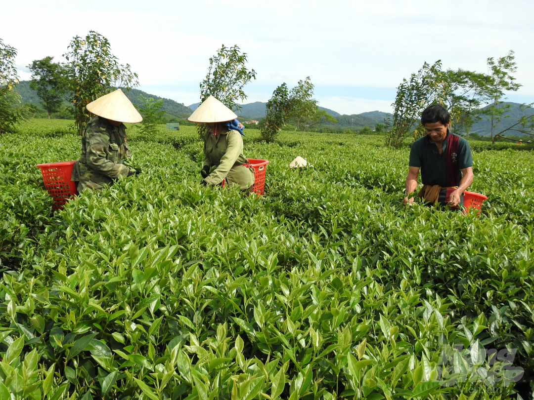 Đời sống vật chất, tinh thần của người dân được nâng lên rõ rệt nhờ phát triển sản xuất quy mô tập trung. Ảnh: Thanh Nga.