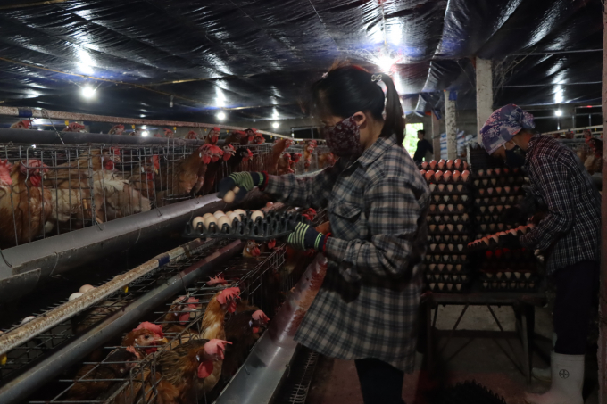 Trang trại của HTX Như Gia là mô hình chăn nuôi gà quy mô lớn nhất hiện nay ở huyện Cẩm Xuyên. Ảnh: Thanh Nga.