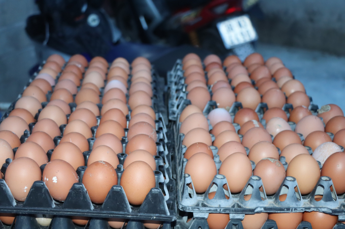 HTX đang hoàn tất hồ sơ xây dựng thương hiệu sản phẩm OCOP cho trứng gà. Ảnh: Thanh Nga.