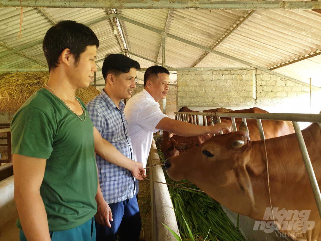 Tỷ lệ đàn bò lai chiếm gần 60% tổng đàn toàn tỉnh Hà Tĩnh. Ảnh: Thanh Nga.