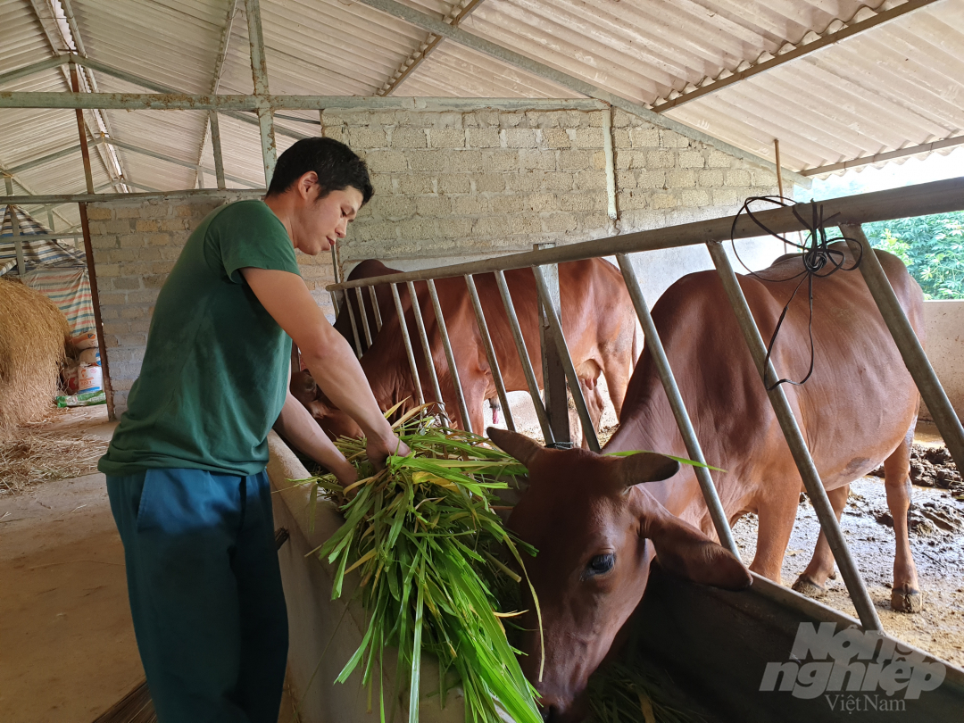 Chính sách hỗ trợ cải tạo giống bò đã giúp người dân nâng cao hiệu quả kinh tế trong chăn nuôi. Ảnh: Thanh Nga.