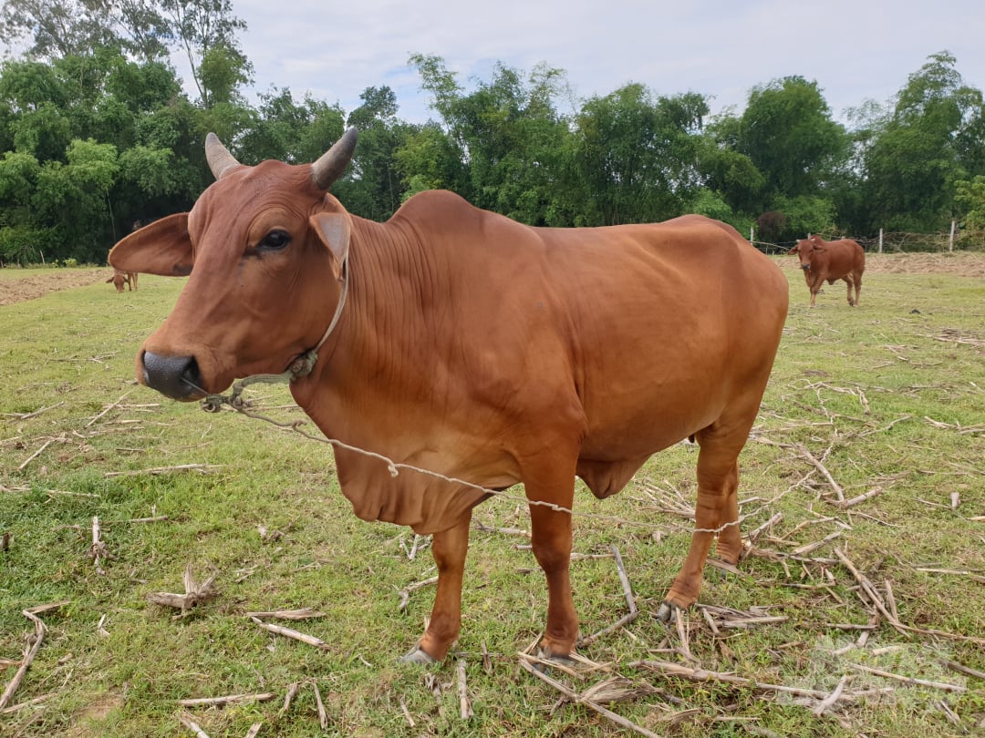 Các giống bò Brahman, BBB, Zêbu rất được người chăn nuôi ưa chuộng. Ảnh: Thanh Nga.