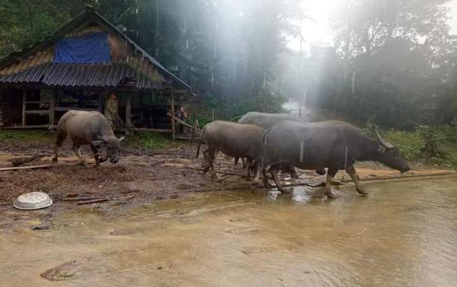 Đưa trâu đi gửi ở những nhà cao ráo. Ảnh: Người dân cung cấp.