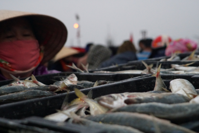 Ông Bùi Tuấn Sơn, Giám đốc Ban quản lý các cảng cá tỉnh Hà Tĩnh cho hay, gần 1 tháng qua, mỗi ngày có khoảng 40 tàu thuyền vào cập cảng mang theo từ 300  - 500 kg hải sản, chủ yếu là cá nục, bạc má, cá cơm và ruốc. Trung bình mỗi tàu thu về từ 7 - 10 triệu đồng.