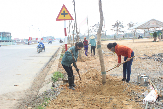 Cây giáng hương trồng trên phố mới Long Sơn, thị xã Thái Hòa, huyện Nghĩa Đàn. Ảnh: Hồ Quang.
