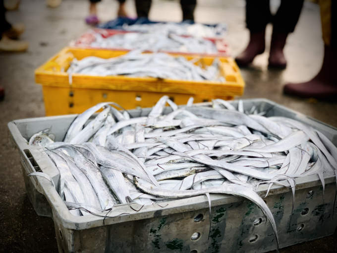 Giá bán cá hố bình quân 160.000đ/kg, chuyến biển 2 ngày của 2 thuyền viên thu về 16 triệu đồng.