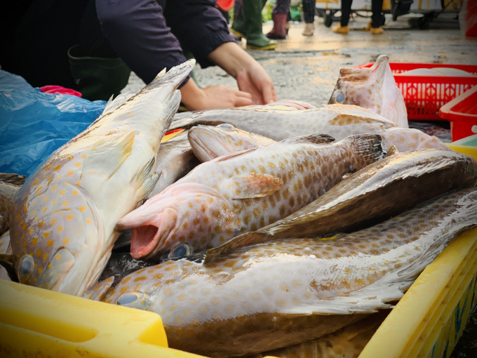 Với giá bán cá mú 500.000đ/kg, cá căng 160.000đ/kg, chuyến vươn khơi đầu xuân đem lại thu nhập cho gia chủ trên dưới 50 triệu đồng.
