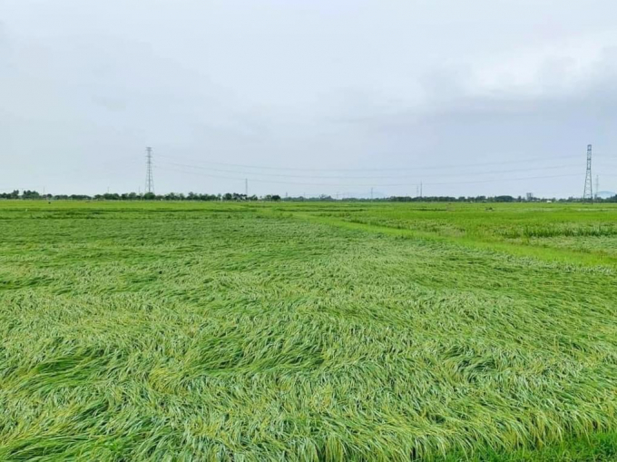Hơn 5.000 ha lúa ở Hà Tĩnh đang thời kỳ ngậm sữa, chín sáp bị đổ rạp do gió lốc ngày 26/4. Ảnh: Thanh Nga.